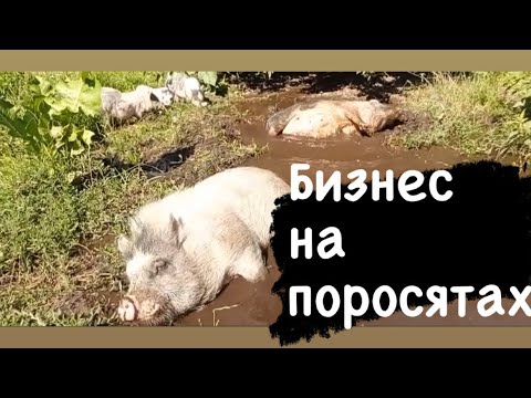 Видео: Вьетнамские Свиньи Заработок разведения содержание