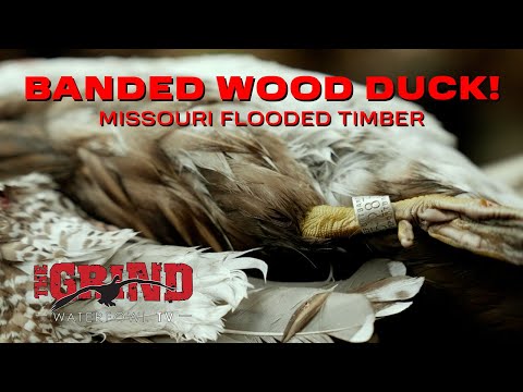 Видео: Полосатая лесная утка – затопленный лес Миссури! Водоплавающая птица, S14:E6