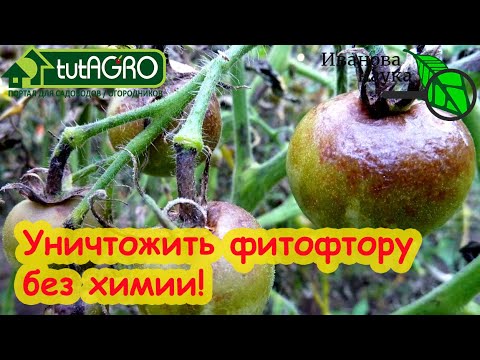 Видео: Фитофтороз и пероноспороз? Забудьте! ЛУЧШИЙ СПОСОБ УБРАТЬ ВСЕ БОЛЕЗНИ С УЧАСТКА! Вот как правильно.