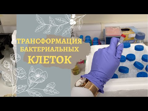 Видео: ТРАНСФОРМАЦИЯ // КОМПЕТЕНТНЫЕ КЛЕТКИ // ПЛАЗМИДЫ // ДЕЛАЕМ ЗАМОРОЖЕННУЮ КОЛЛЕКЦИЮ БАКТЕРИЙ