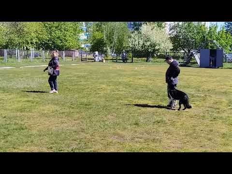 Видео: ЧРТ-2024 по Обидиенс. Обидиенс-2. Камалов Игорь и б/к Гоша, 239.5 б., "оч.хор"