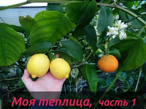 Видео: Моя теплица с экзотикой, часть 1