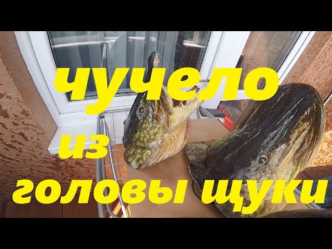 Видео: чучело из головы щуки