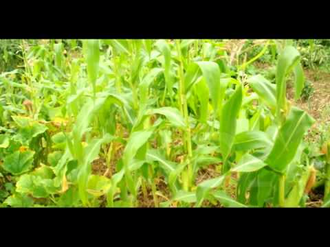 Видео: Принципите на Природосъобразното Земеделие