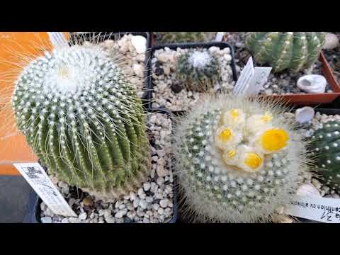 Видео: Коллекция нотокактусов.Пародия.Какие они?Kakteencollection
