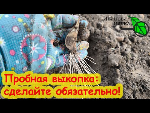 Видео: КРУПНЫЕ ГОЛОВКИ ДАЖЕ ИЗ МЕЛКИХ ЗУБКОВ! Что делать, если чеснок плохо растет.