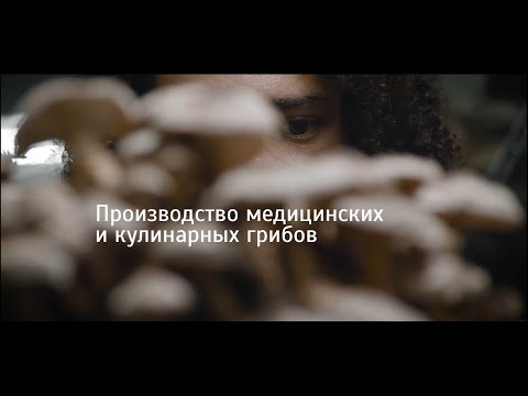 Видео: Производство медицинских грибов @solidarityclub