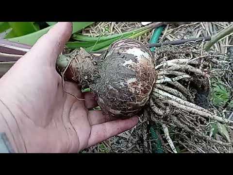 Видео: Гиппеаструмы готовлю к зимовке.