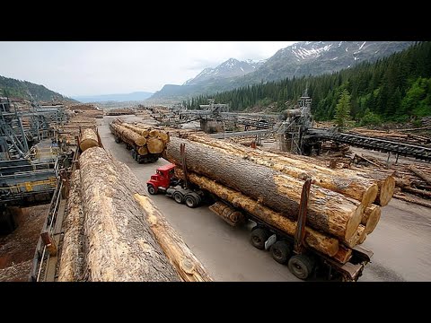 Видео: Полный цикл производства древесины: лесозаготовка, транспортировка, лесопильный завод и мебельная...