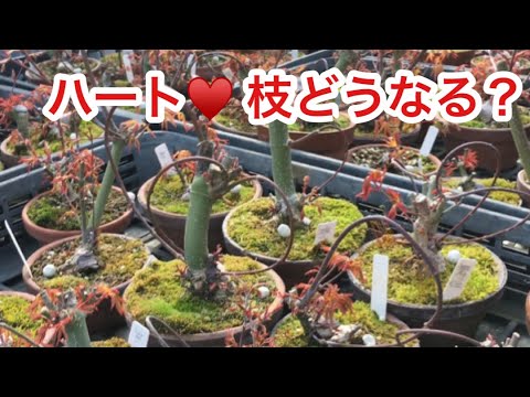 Видео: Возьмите молодые листья и сделайте небольшой осенний бонсай ・ Сделайте ветки там, где нет ветвей