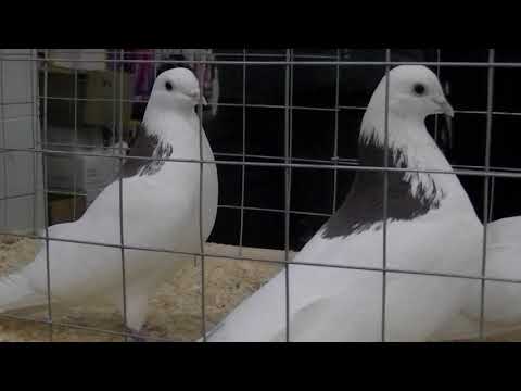 Видео: Выставка. Гусь Хрустальный 06.01.2019 год часть пятая