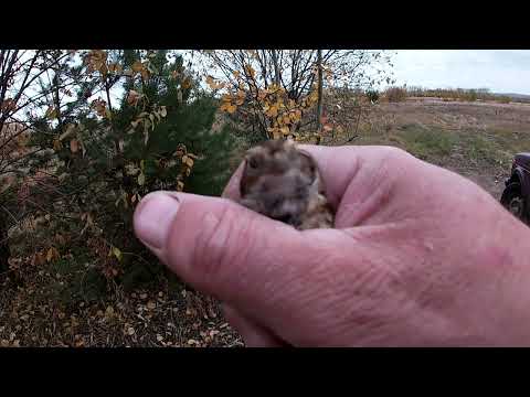 Видео: Видео друзей(ловля пуночек белой сетью)