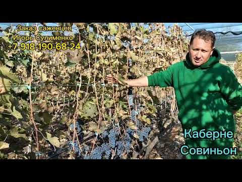 Видео: КАБЕРНЕ Совиньон.