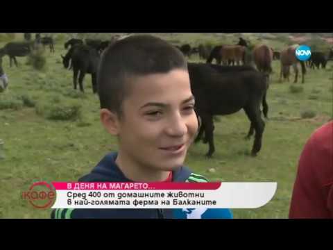 Видео: Ферма за магарета - На кафе (08.05.2019)