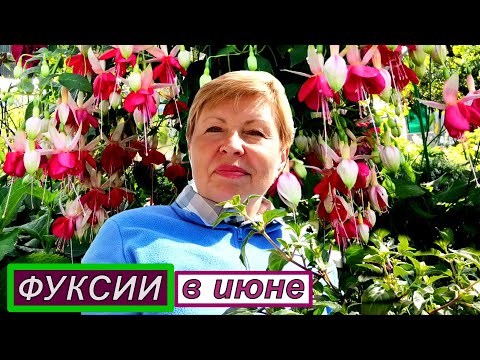 Видео: ФУКСИЯ позолотила листочки? Уход за Фуксией в июне