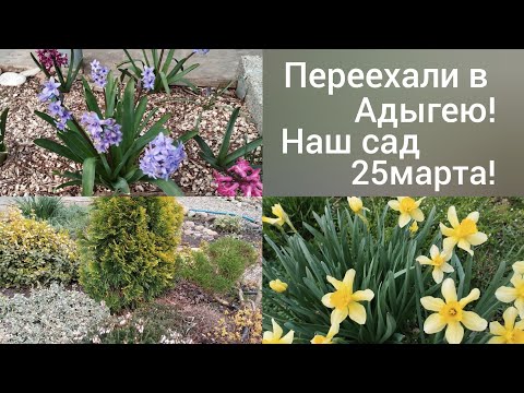 Видео: Живем в Адыгее, в Гиагинской/Как перезимовали кустарники в саду/Сею огурцы/