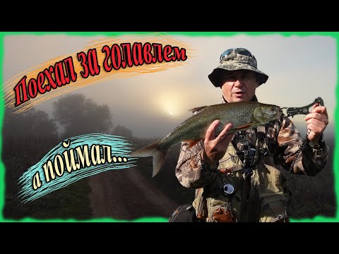 Видео: Поехал за голавлем, а поймал...