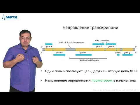 Видео: Лекция 3.1. РНК и транскрипция. Трофимов В.В., МФТИ (2021)