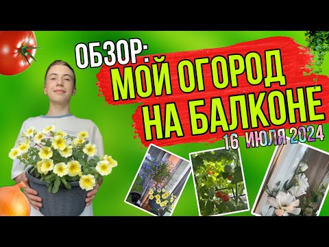 Видео: МОЙ ОГОРОД НА БАЛКОНЕ! УРОЖАЙ! 16 июля 2024.