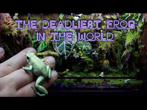 Видео: БИОАКТИВНЫЕ Phyllobates Terribilis Vivarium «В ГЛУБИНЕ»