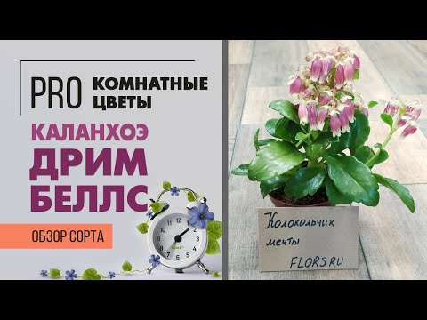 Видео: Каланхоэ Дрим Бэллс | Цветущий необычный экземпляр