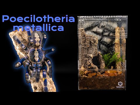 Видео: Руководство по уходу за декоративным тарантулом Гути Сапфир (Poecilotheria metallica) | Установка...