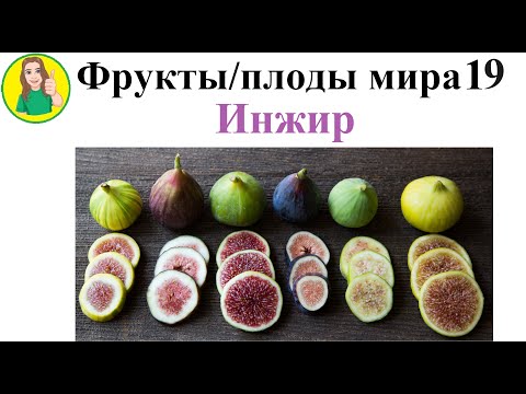 Видео: Фрукты   плоды мира 19 – Инжир Сыроедение Фрукторианство