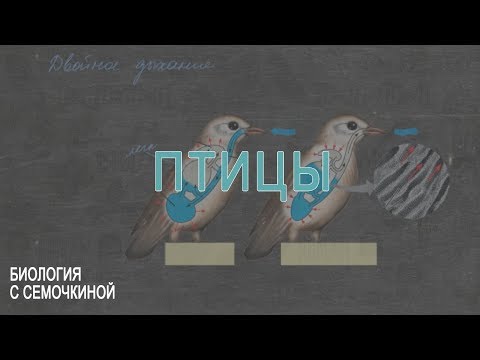 Видео: Птицы