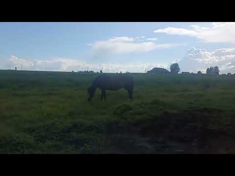 Видео: Смотрим лошадей на поле 💥👍