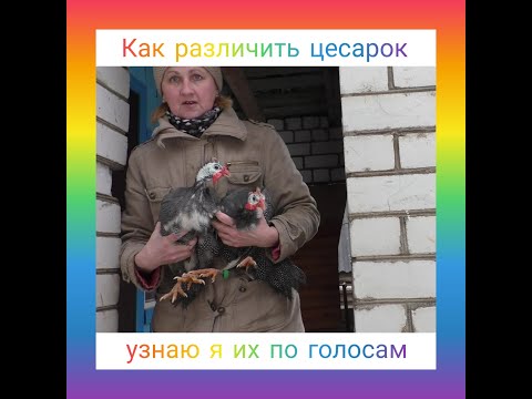 Видео: Цесарки, мой опыт содержания.Отличает самцов от самочек.