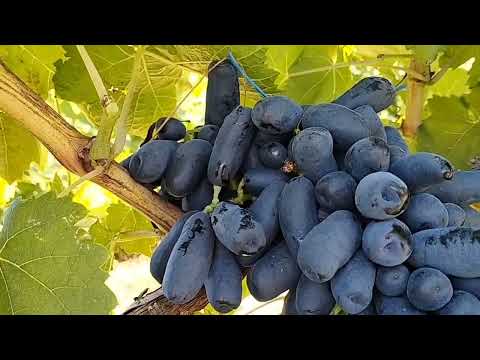 Видео: BK seedless, Маджента🔥,  Черномор и другие кишмиши на 27.08.25 