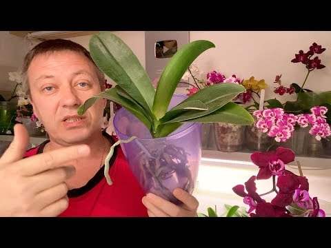 Видео: ИНДИВИДУАЛЬНЫЙ ПОЛИВ ОРХИДЕИ и открытые корни орхидей до начала роста и пересадки