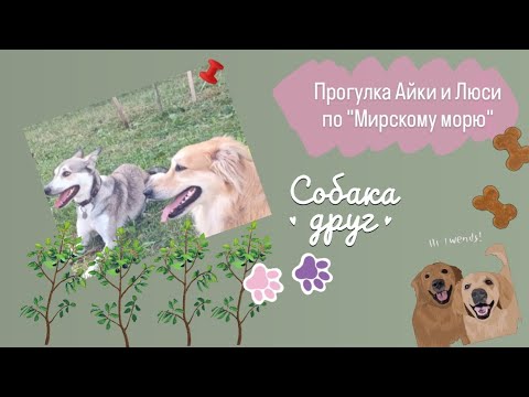 Видео: Счастье. Прогулка. Минское море. Собаки. Часть 2