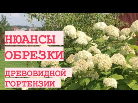 Видео: ОБРЕЗКА ДРЕВОВИДНОЙ ГОРТЕНЗИИ АННАБЕЛЬ 🌸 ЕСТЬ НЮАНСЫ 👌