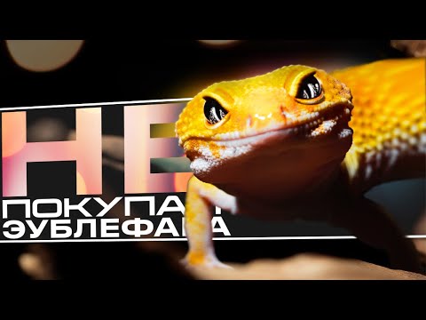 Видео: 5 ПРИЧИН НЕ ЗАВОДИТЬ ЭУБЛЕФАРА | ЧЕМ ОН ПЛОХ?