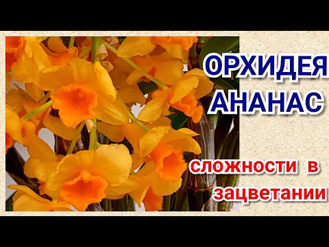 Видео: Ананасовая  орхидея или Dendrobium densiflorum уход и содержание в домашних условиях.