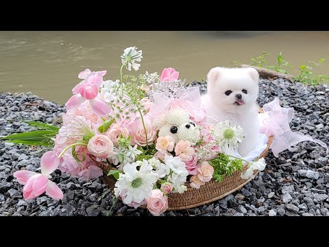 Видео: 6-ой день рождения собаки, которой прогнозировали максимум 5 лет жить / То, что я не сказала раньше