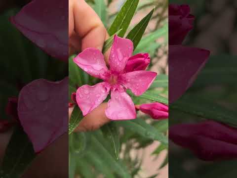 Видео: Зокум Colour's 🌸🌱 #oleander #flowers #garden #home #nursery #razsadnikat