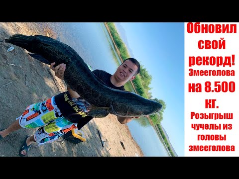 Видео: ТРОФЕЙ ПОЙМАН! Рыбалка на разливах Или.Ловля сазана и змееголова.