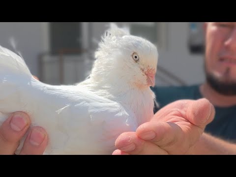 Видео: САРДОРБЕК АКА ФАЙЗЛИ ХОНАДОНИДА 