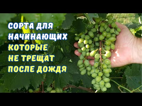 Видео: Сортоформы которые не трещат после ливня. Для начинающих.