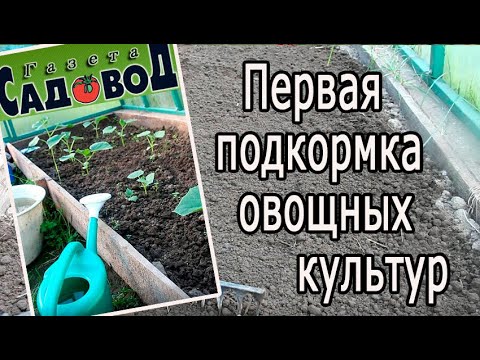 Видео: ПЕРВАЯ ПОДКОРМКА ОВОЩНЫХ КУЛЬТУР