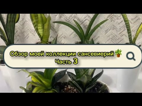 Видео: Обзор моей коллекции сансевиерий🪴Часть 3     A Review of My Sansevieria Collection🪴Part 3 