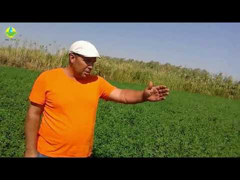 Видео: Джеа жоңышқасы мен жергілікті жоңышқаны салыстыру (тамыз айы, 2017 жыл) 3-серия.