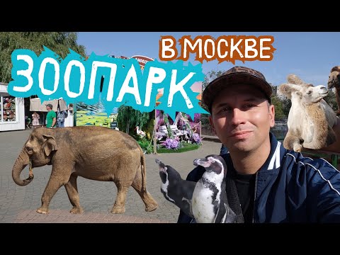 Видео: Московский зоопарк 2025 — первый визит! Цены, животные и сравнение с Филиппинами 🦁🐼
