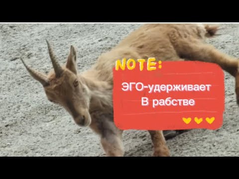 Видео: Роберт Адамс Адвайта ❤️❤️❤️