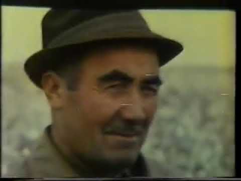 Видео: Хоразм область Гурлан  район Киров колхози 1990 йил дехкон ташвишлари