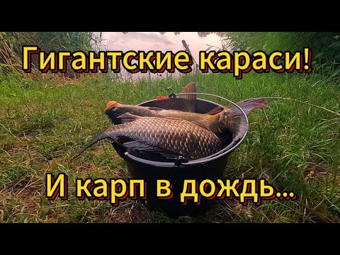 Видео: Relaxing Carp Fishing | Сазан, зеркальный карп и гигантские караси на спокойной рыбалке!