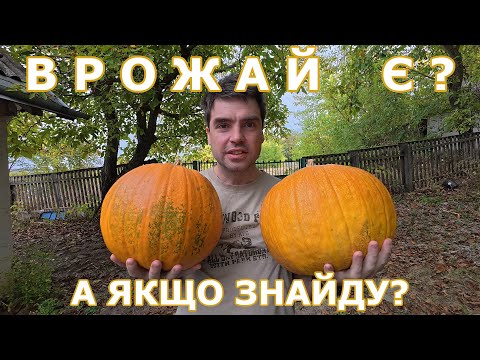 Видео: Урожайная/неурожайная осень в селе