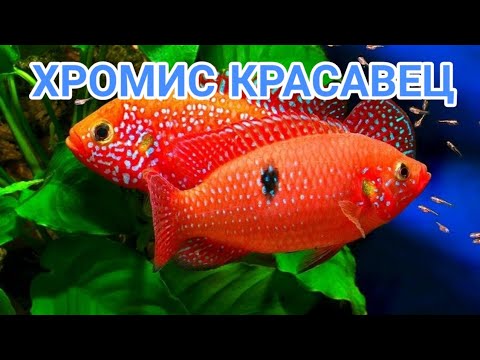 Видео: ХРОМИС КРАСАВЕЦ. СОДЕРЖАНИЕ И РАЗВЕДЕНИЕ В АКВАРИУМЕ